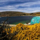 Der Frühling auf "Westpoint-Island" ist im Anmarsch. Die ansonsten eher karge Insel verwandelt sich jetzt in ein Blütenmeer. 
