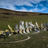 Ein weiterer Stopp auf den Falkland-Inseln befindet sich bei "Saunders Island", wo ein riesiges Wal-Skelett nebst den Pinguinen zur Insel-Attraktion geworden ist.
