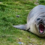 Die See-Elefanten mit ihren riesengrossen Augen gehören nebst den Königs-Pinguinen zu unseren Lieblingen.
