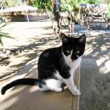 Luna ist erst 4 Monate alt und hat es bereits faustdick hinter den Ohren. Am ersten Abend hat sie es sich schon richtig gemütlich in unserem Bett gemacht. 
