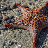 Frühmorgens findet man am Strand von La Gringa unzählige Seesterne vor. 
