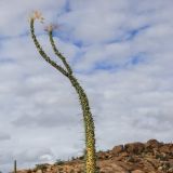 Im "Valle de los Cirios" stossen wir auf eine ganz neue Spezies.
