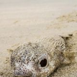 Na kleiner Kugelfisch, ein bisschen aufgeblasen - was? 
