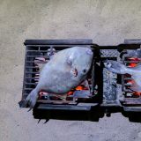 Insgesamt 4 Trigger-Fische, fangfrisch vom Nachbarn erhalten, warten auf ihren Verzehr. Des einen Freud ist des anderen Leid. 
