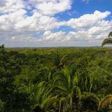Lamanai bedeutet in der Maya-Sprache "untergetauchtes Krokodil". Wir besteigen den "Hohen Tempel" und bekommen einen Überblick über die mitten im Urwald gelegene Ruinen-Anlage.
