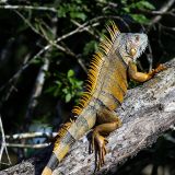 Ein Leguan sonnt sich auf einem Baum. Die Einheimischen nennen ihn auch Bamboo-Chicken (Bambus Hühnchen). Ob die hier wohl alle auf dem Grill landen?
