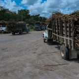 In Belize wird vorallem Zuckerrohr angebaut um die Ernte dann auf Lastwagen zur örtlichen Sammelstelle zu transportieren. Dort werden sie weiter zu Rum verarbeitet.
