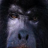 Normalerweise sind diese scheuen Tiere hoch oben in den Bäumen und man bekommt sie fast gar nicht zu Gesicht.
