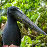 Der Besuch des Belize-Zoo ist für Tierfreunde ein Muss. Nicht nur Jabiru-Störche gibt es hier zu sehen.
