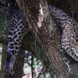 Der Jaguarundi ist in Belize heimisch.
