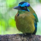 Der Blauscheitelmotmot lebt ebenfalls farbenfroh in den Wäldern von Belize.
