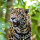 Obwohl wir schon mehrmals auch einen Jaguar in freier Wildbahn gesehen haben, konnten wir ihn jedoch nie fotografieren. Schon alleine deswegen lohnt sich der Besuch vom Belize-Zoo.
