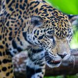 Als Roger den Jaguar ruft, kommt dieser direkt auf ihn zugelaufen. 
