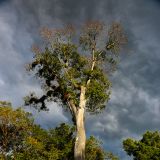 Fantastisches Sonnen/Wolkenspiel in Tikal. 
