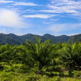 Auf dem Weg nach Rio Dulce, üppig grüne Landschaft.
