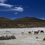 In keinem bisher anderen Nationalpark haben wir soviele Alpakas und Lamas gesehen wie im Sajama. 
