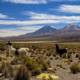 Blick auf den Vulkan Parinacota, welcher sich bereits auf der chilenischen Seite befindet. 
