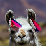 Lama mit kurrligen Zotteln in den Ohren. 
