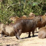Eine Gruppe Wasserschweine (auch Capybara genannt) hat es sich auf der "Estrada do Parque" gemütlich gemacht.

