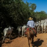 Links und rechts der "Estrada do Parque" gibt es unzählige Rinderfarmen und wenn die Rinder unterwegs sind, kann der Konvoi schon mal 300m lang werden.
