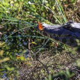 Ein Schmetterling macht es sich auf einem Kaiman gemütlich.
