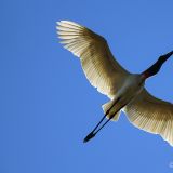 Der Jabiru ist die grösste Storchenart der Erde und wenn dieser fliegt, wird es auf der Erde kurz mal dunkel. :-)
