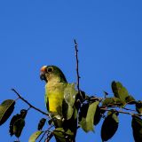 Grünpapagei im Pantanal.
