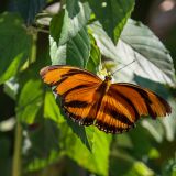 Schmetterling im Tigerlook.
