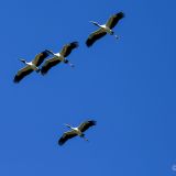 Patrouille Pantanal

