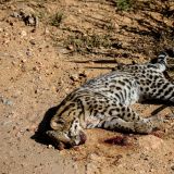 So schade! Immer wieder fallen Tiere selbst auf einer Parkstrasse unvorsichtigen Rasern zum Opfer. So wie dieser Ozelot, welcher zur gleichen Familie wie der Jaguar zählt.
