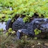 Der Kaiman ist im Pantanal der heimische Vertreter des Krokodils.
