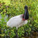 Jabiru-Storch
