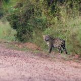 Da wir auf unserer Jaguartour leider keinen Jaguar gesehen haben, bekommen wir von Marcelo einen Übernachtungstipp auf der "Estrada do Parque". Hier in der Nähe soll ein Jaguar sein Revier haben. Und wir haben ein riesiges Glück und ...
