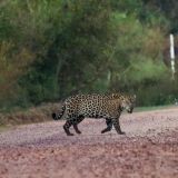 ... bekommen am nächsten Morgen tatsächlich "unseren" Jaguar zu Gesicht. Wir folgen ihm zu Fuss für rund 1,5 Stunden und können uns an diesem imposanten Tier einfach nicht satt sehen. 
