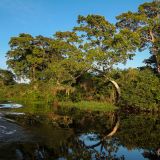 Die Seitenarme des Rio Cuiaba sind dicht bewachsen.
