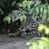 Wir können unser Glück kaum fassen. Da liegt doch tatsächlich ein Jaguar vor unserer Linse.
