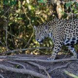 Unbeeindruckt von uns macht der Jaguar ein kleines Verdauungsspaziergängchen ...

