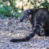 Nasenbär bei den Iguazu-Fällen.
