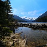 Treibholz am Duffey Lake. 
