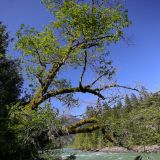 Wilder Lillooet River
