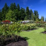 Im Stanley Park wandern wir durch den Rosengarten.
