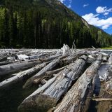 Schwemmholz am Duffey Lake. 
