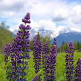 Wilde Lupinen
