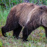 Der Grizzly Spaziergänger im Jasper N.P.
