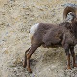 Vorwitziges Dickhornschaf
