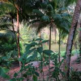 Unser erstes Anlaufziel in Costa Rica ist die Finca "Cañas Castilla", wo sich ein Schweizer Paar vor über 20 Jahren ein wunderschönes Paradies geschaffen hat.
