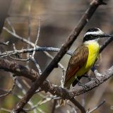 Stundenlang marschieren wir mit unserem Guide durch die Büsche und entdecken ab und zu mal einen Vogel. Hier einen Schwefeltyrann.
