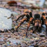 Statt auf den Vogel, treffen wir diesmal auf eine Vogelspinne. Vor lauter in die Bäume gucken wäre Roger fast auf das niedliche Tierchen draufgestanden. Anita konnte schlimmeres verhindern :-)
