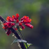 Entlang einer Liane hat sich diese Bomarie (Bomarea multiflora) einen Weg ins Licht gesucht.

