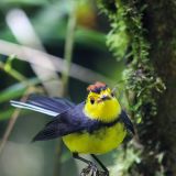 Dieser Halsband-Waldsänger macht seinem Namen alle Ehre. Sein Gesang begleitet uns während der ganzen Dschungel-Tour.
